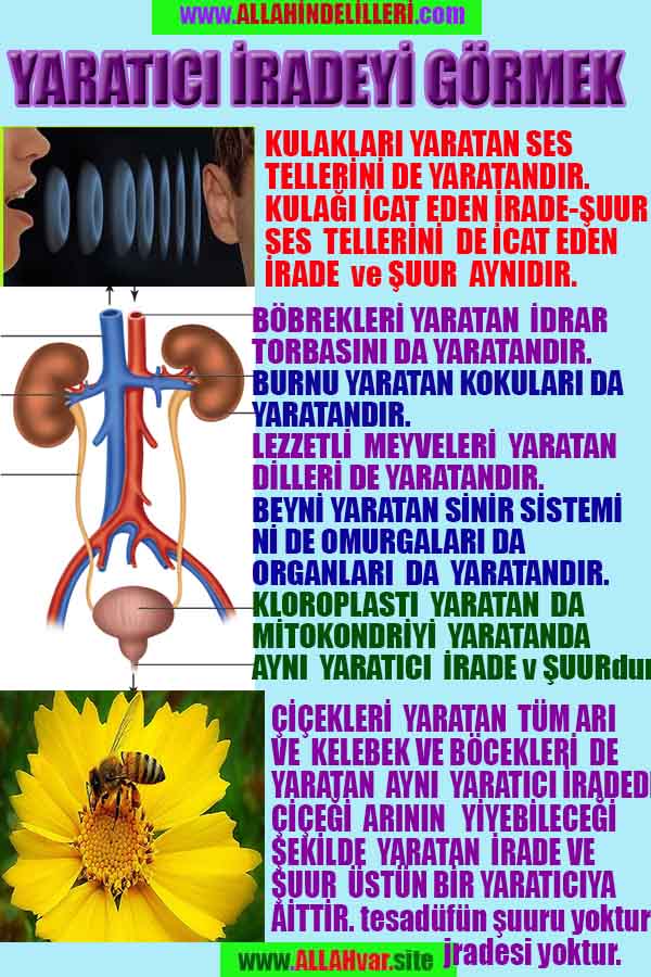 allahin-delilleri, allahin delilleri, allah delilleri, allahin varliginin delilleri
